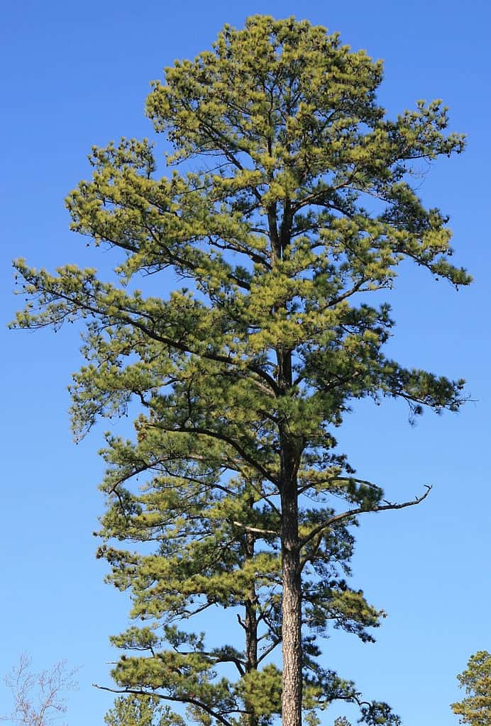 5 Typical Kinds of Pine Trees in Louisiana ProGardenTips