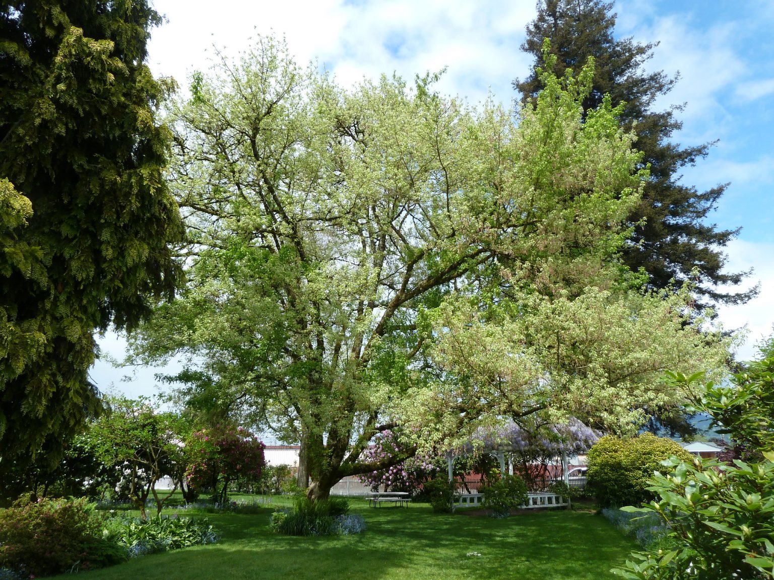 6 Common Types Of Maple Trees In Pennsylvania ProGardenTips