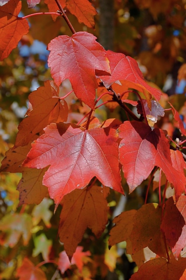 4 Popular Types of Maple Trees in Illinois ProGardenTips