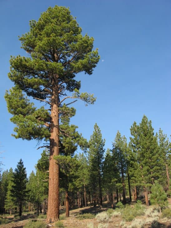 51 Common Types of Pine Trees in North America (photos) ProGardenTips