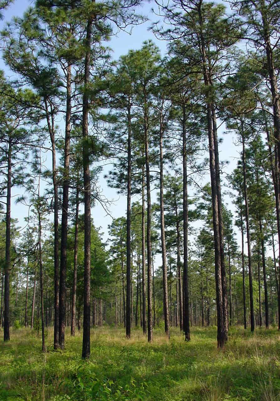 4 Amazing Kinds of Pine Trees in Arkansas ProGardenTips