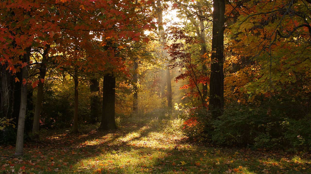 4 Popular Types of Maple Trees in Illinois ProGardenTips