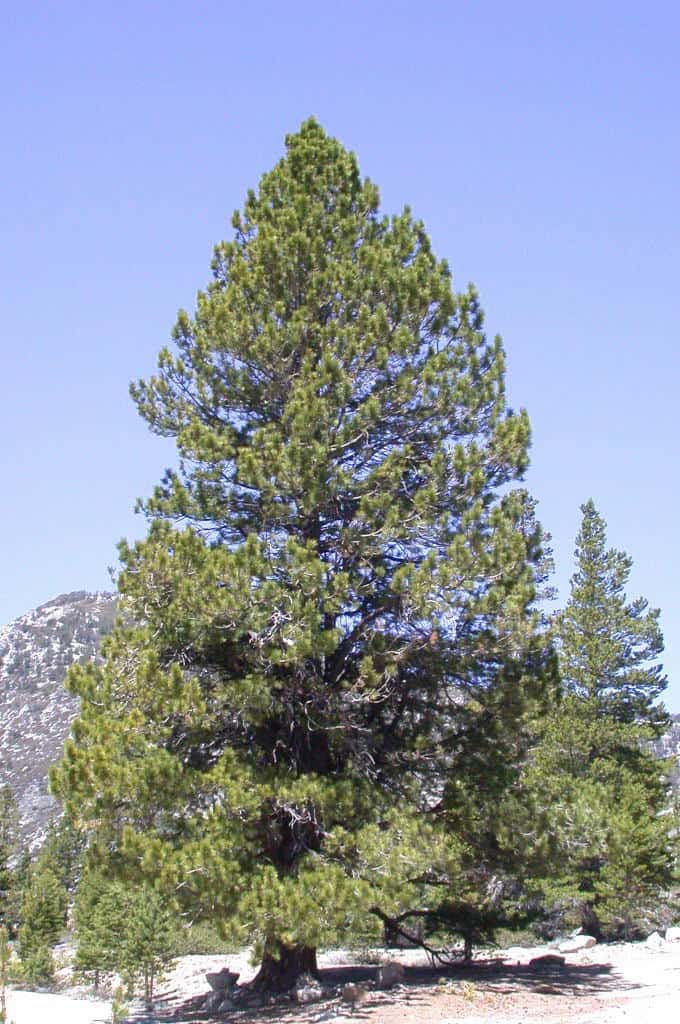 6 Great Types of Pine Trees in Oregon ProGardenTips