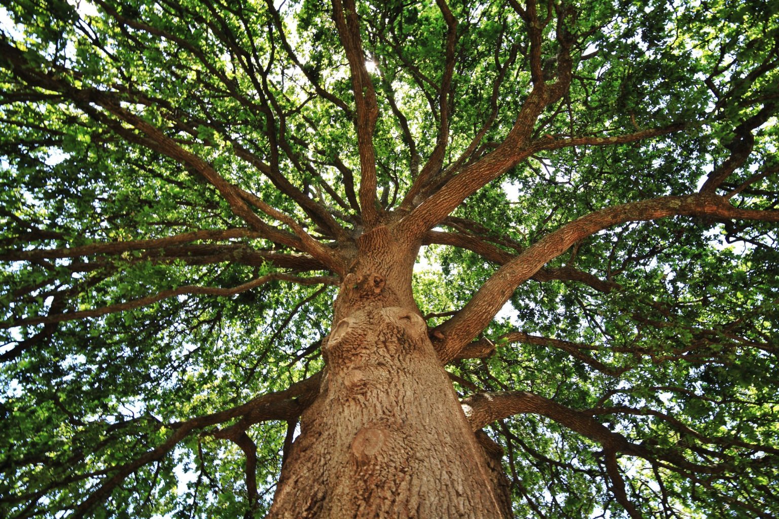 13 Types of Oak Trees in South Carolina ProGardenTips
