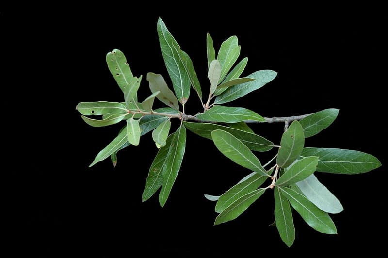 15 Types of Oak Trees in North Carolina ProGardenTips