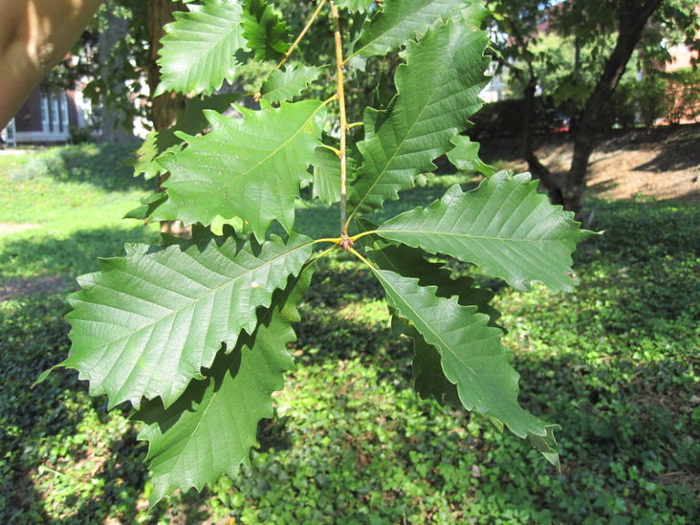 7 Common Types of Oak Trees in Virginia ProGardenTips