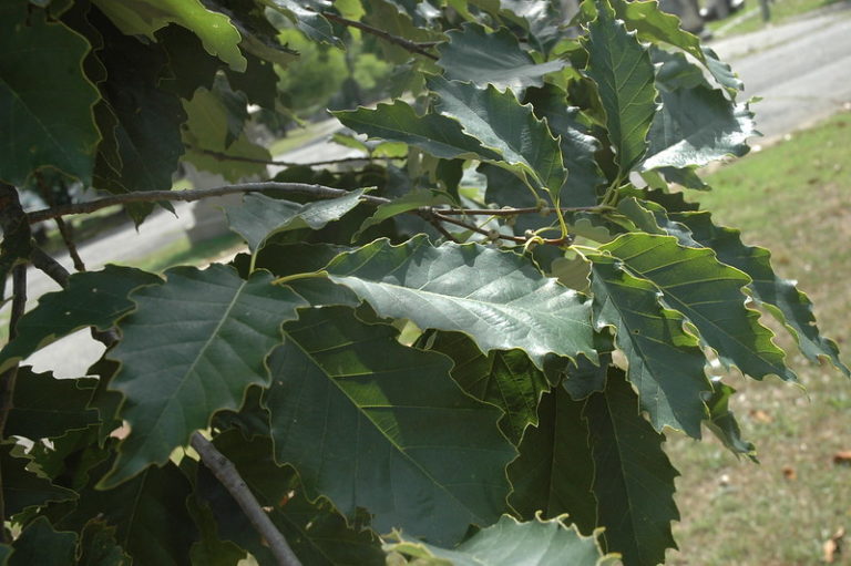 15 Types of Oak Trees in North Carolina ProGardenTips