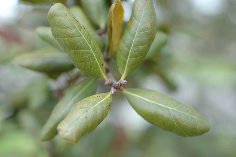 15 Types of Oak Trees in North Carolina ProGardenTips