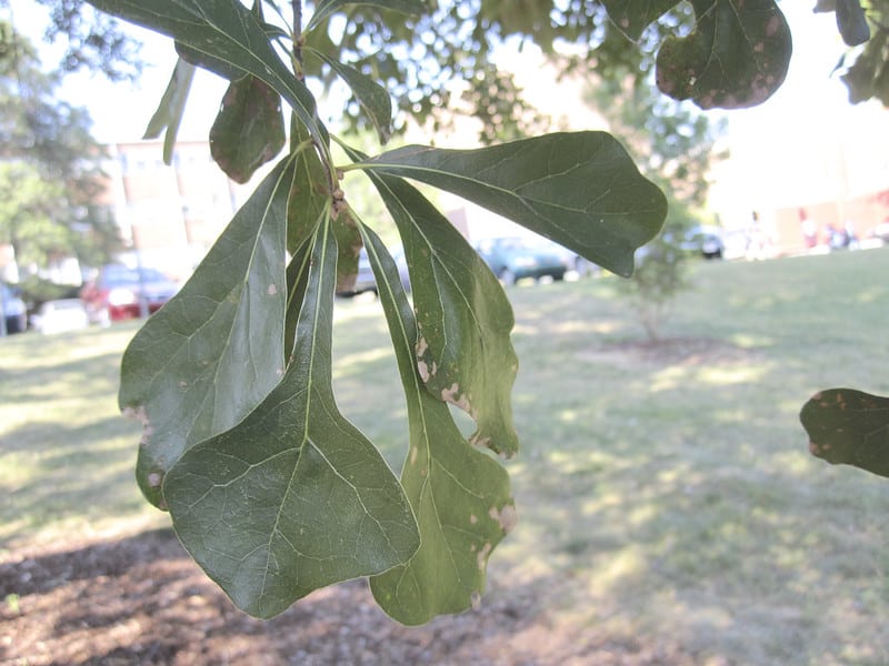 8 Common Types of Oak Trees in Louisiana ProGardenTips
