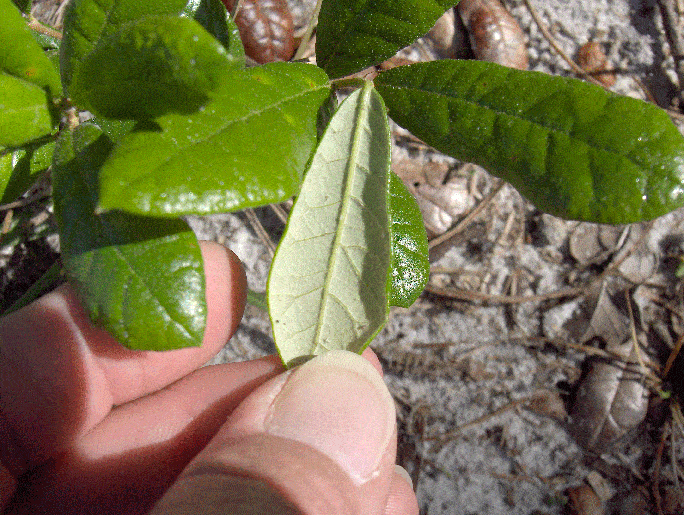 22 Types of Oak Trees in Alabama ProGardenTips