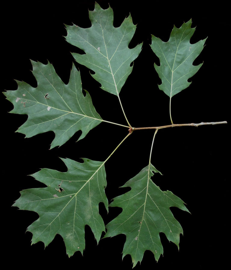 8 Common Types of Oak Trees in Louisiana ProGardenTips