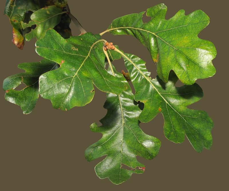15 Types of Oak Trees in North Carolina ProGardenTips