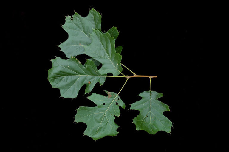 8 Common Types of Oak Trees in Louisiana ProGardenTips