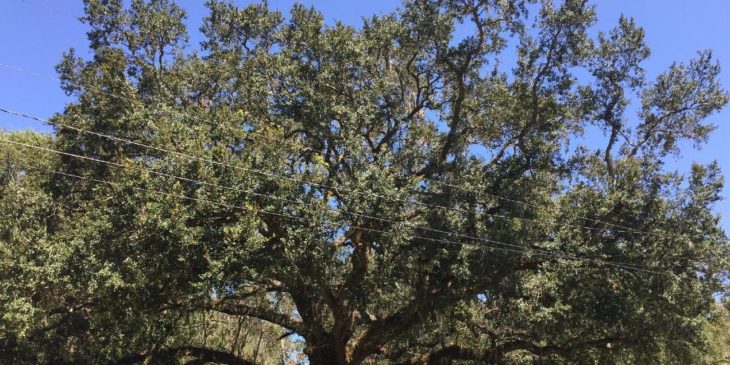 8 Common Types of Oak Trees in Louisiana ProGardenTips