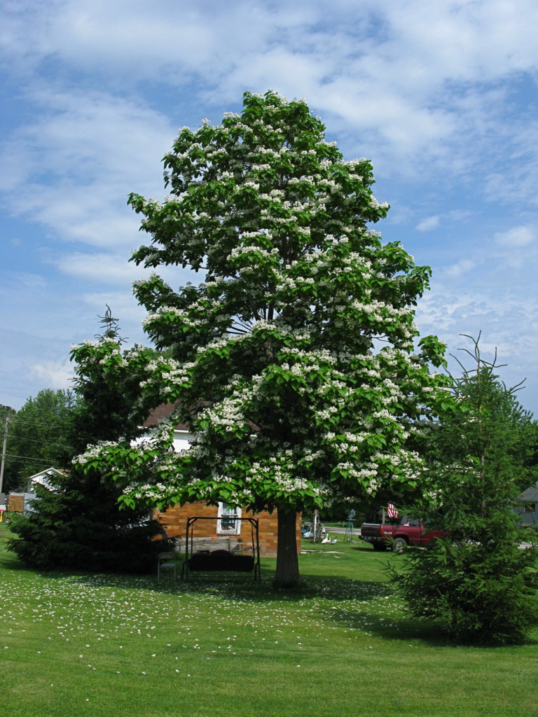 19 Most Common Trees in Pennsylvania ProGardenTips