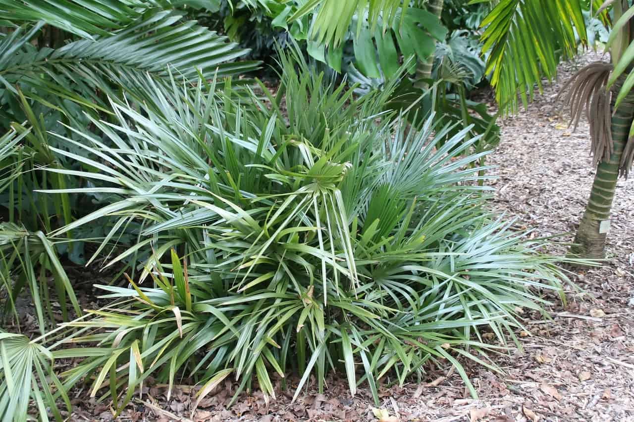 8 Best Palm Trees for North Texas ProGardenTips