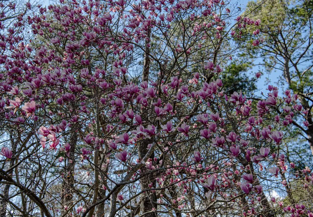 30 Great Flowering Trees For Alabama Gardens ProGardenTips