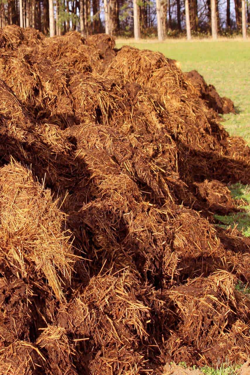 What Is Compost Manure? ProGardenTips
