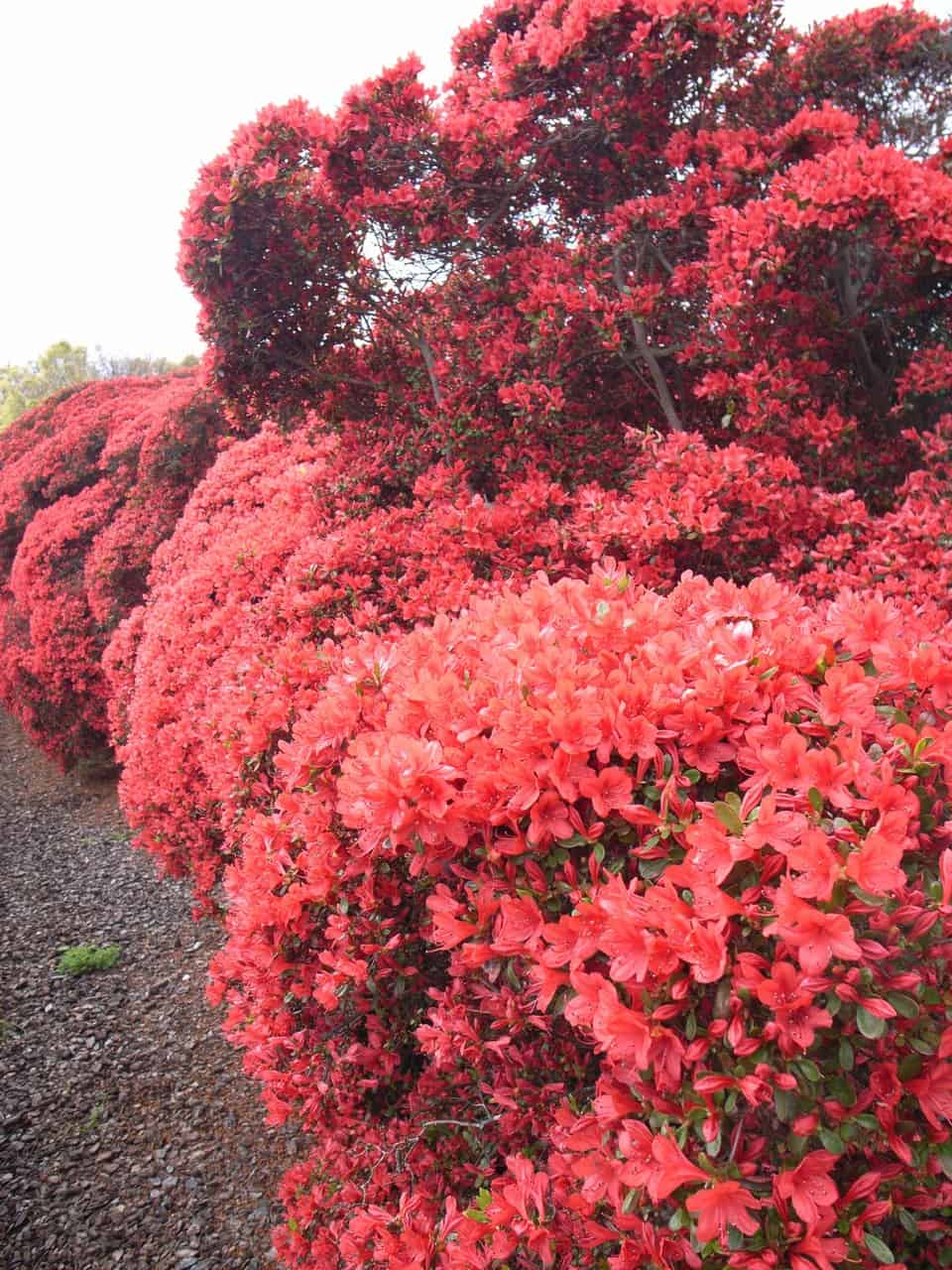 20 Flowering Trees For ProGardenTips