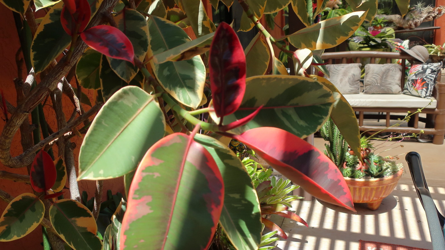 18 Great Rubber Tree Varieties to Grow Indoors or Outdoors ProGardenTips