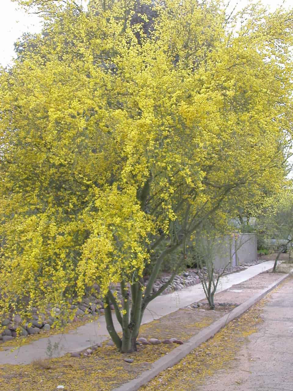 Phoenix Arizona Flowering Trees Best Flower Site