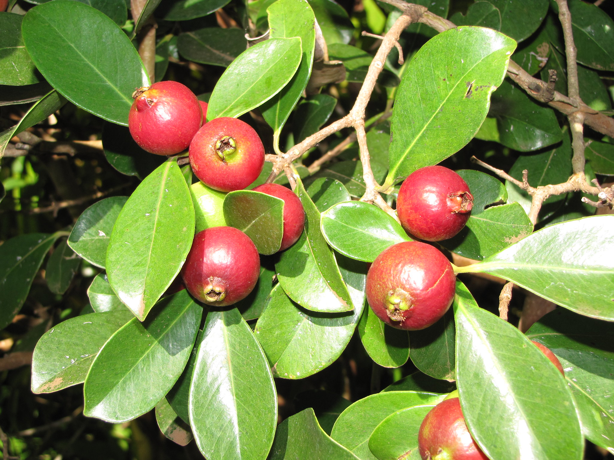 22 Different Guava Tree Varieties ProGardenTips