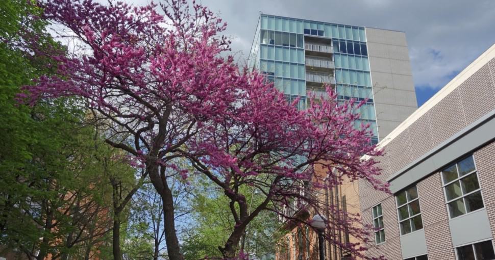 15 Great Flowering Trees For Iowa Gardens ProGardenTips