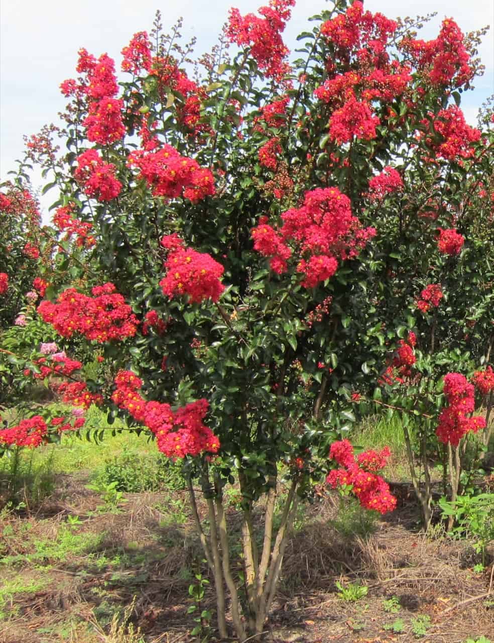 7 Types of Crepe Myrtle Trees ProGardenTips