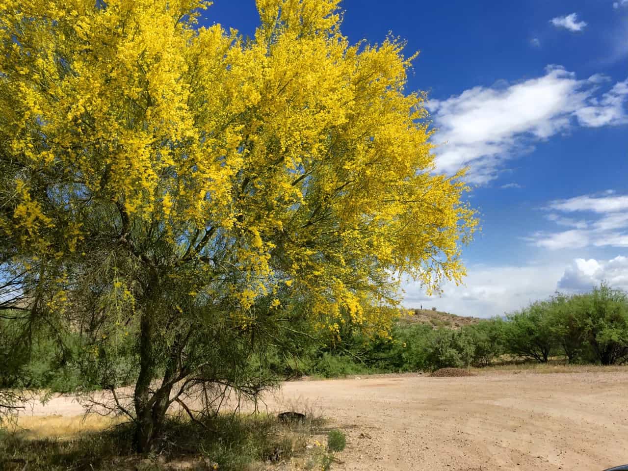 21 Flowering Trees For Arizona ProGardenTips