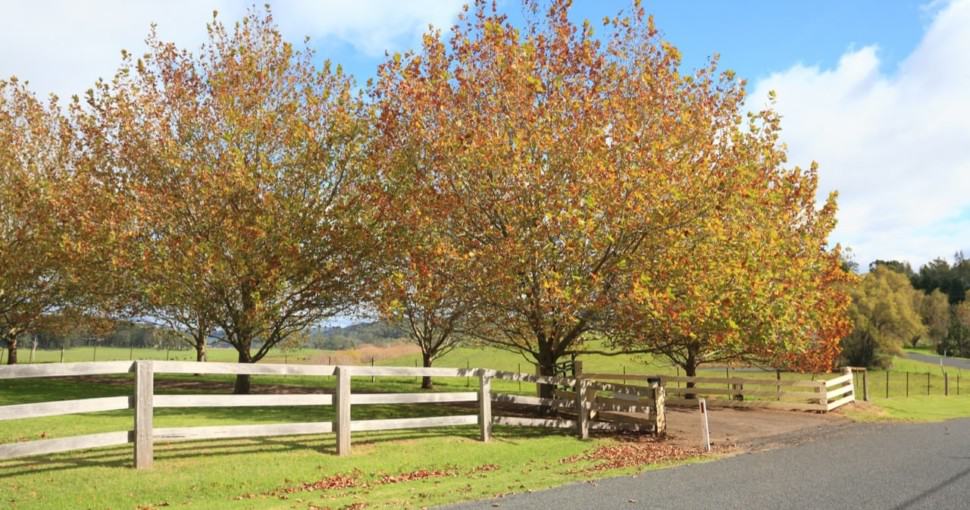 8 Common Types Of Maple Trees In Australia ProGardenTips