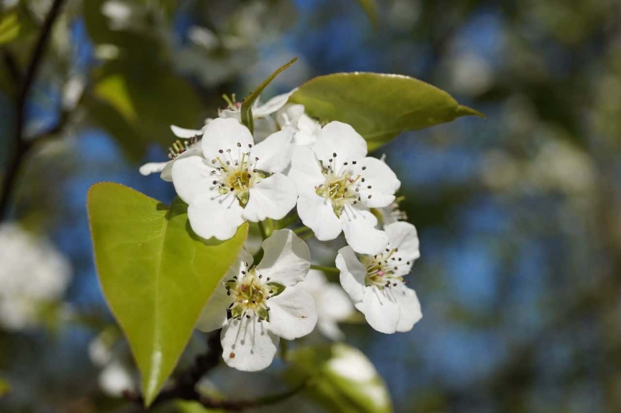 26 Fantastic Flowering Pear Tree Varieties ProGardenTips