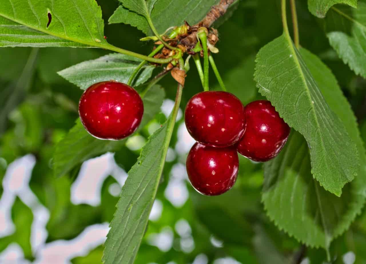 28 Sweet Cherry Tree Varieties ProGardenTips