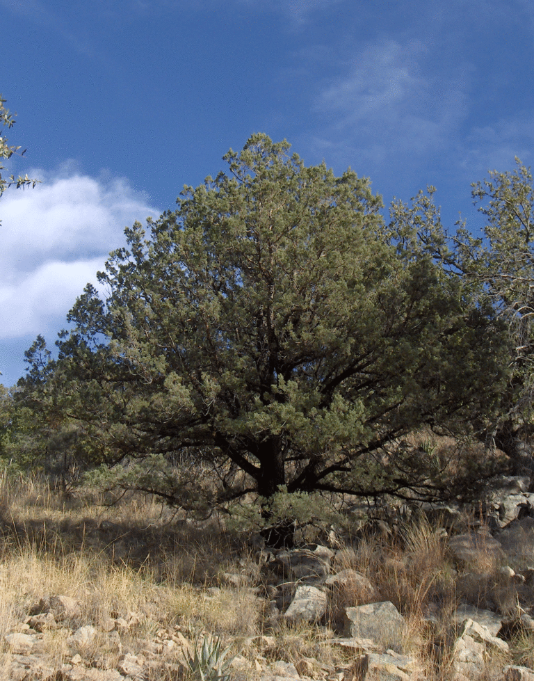 9 Types Of Oak Trees in Arizona ProGardenTips