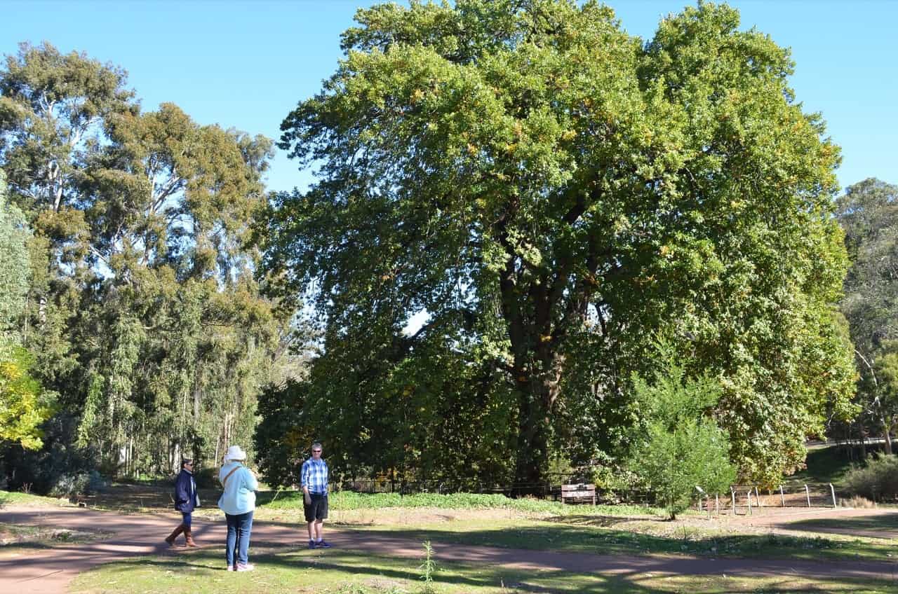 9 Types Of Oak Trees In Australia ProGardenTips