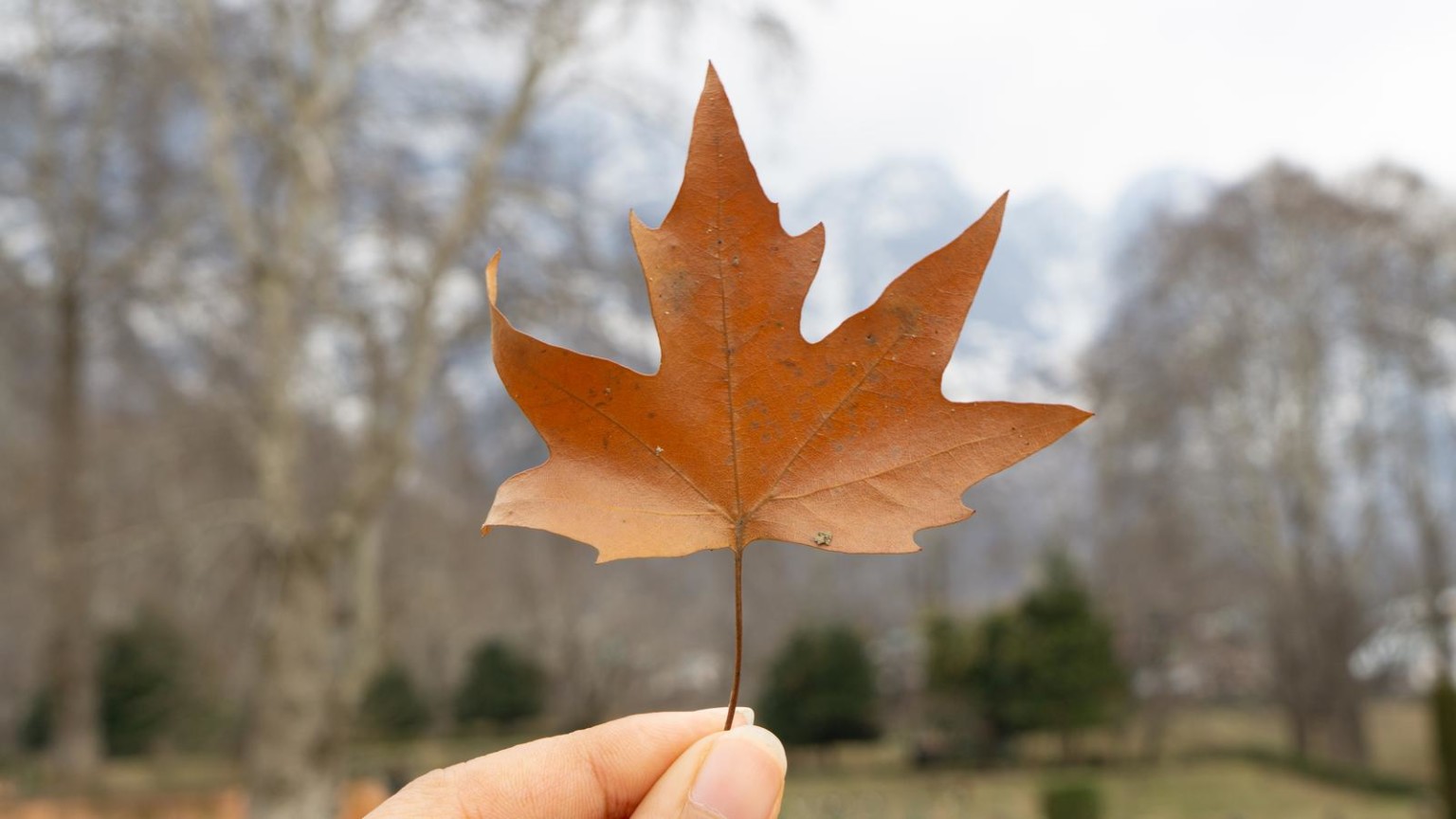 4 Main Types of Maple Trees in Wisconsin ProGardenTips