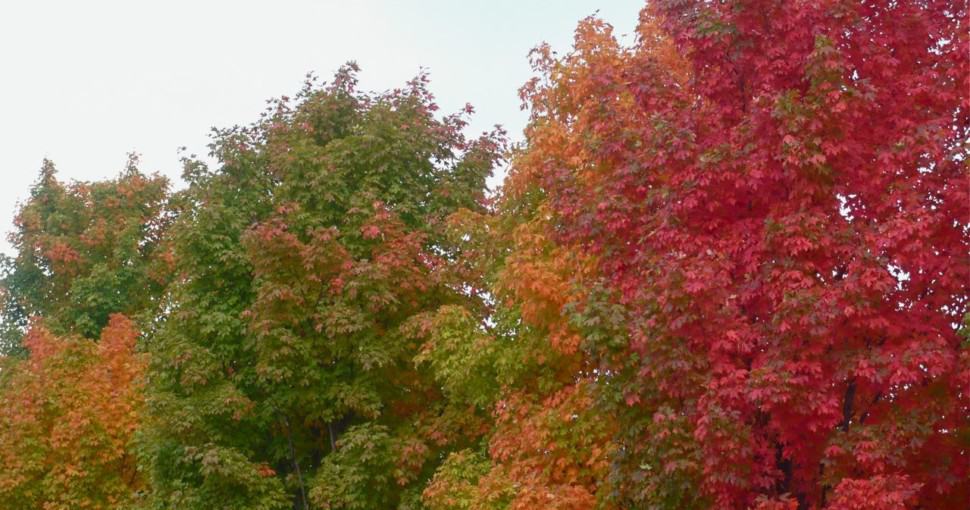 7 Types Of Maple Trees In Arkansas ProGardenTips