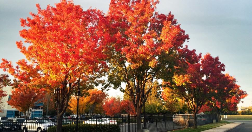 4 Types Of Maple Trees in California ProGardenTips