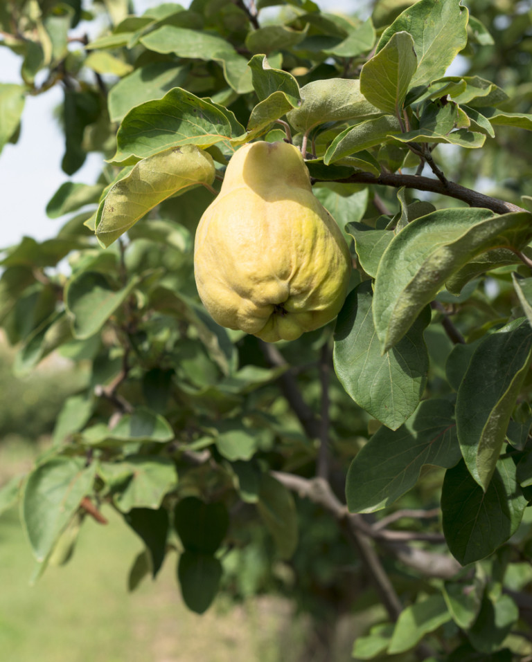 21 Great Quince Tree Varieties for Fruit and Aesthetics ProGardenTips