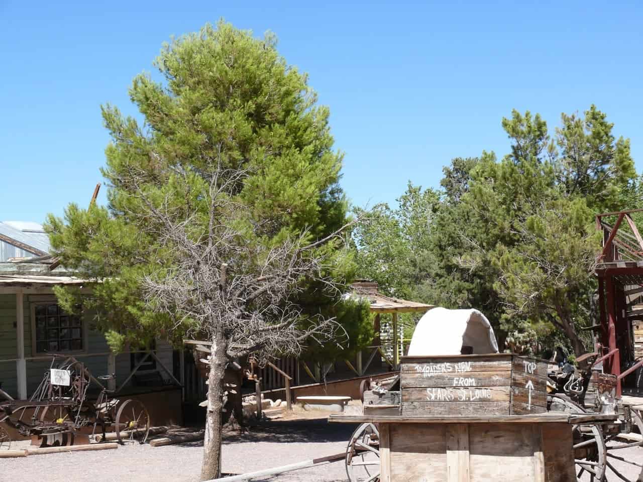 5 Typical Types Of Pine Trees In Las Vegas ProGardenTips