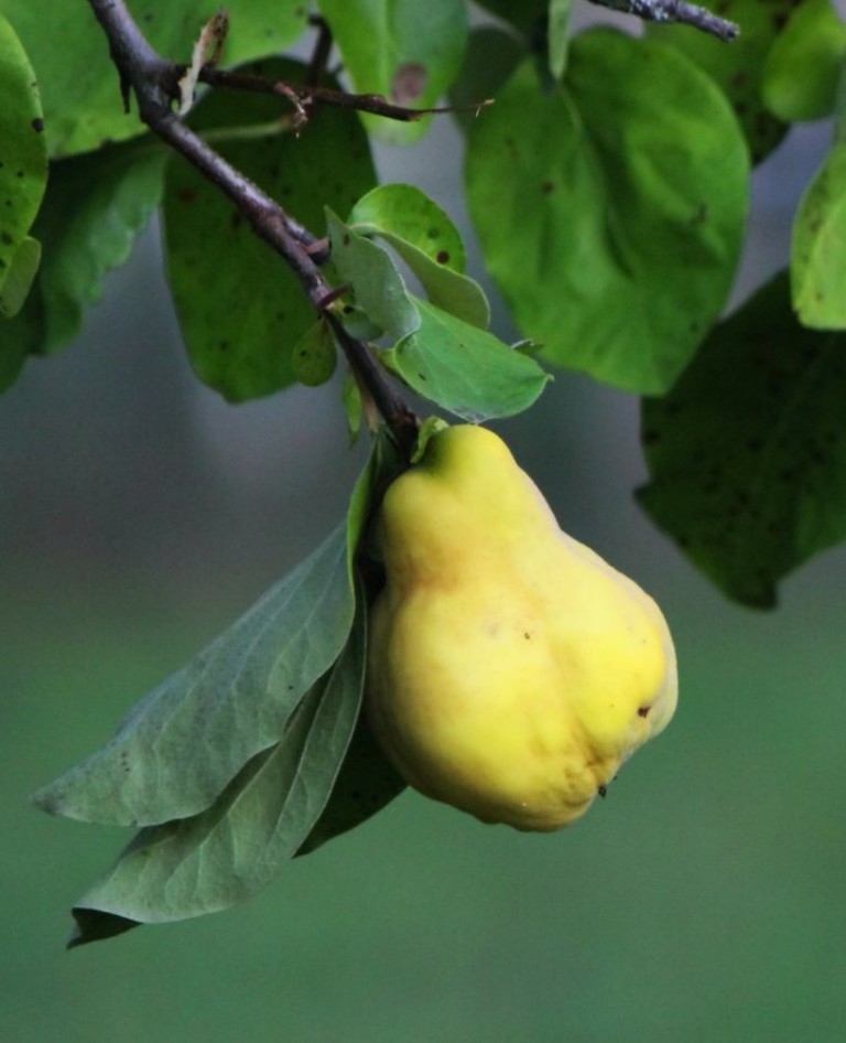 21 Great Quince Tree Varieties for Fruit and Aesthetics ProGardenTips