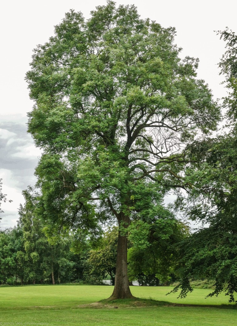 23 Most Common Trees in Illinois ProGardenTips