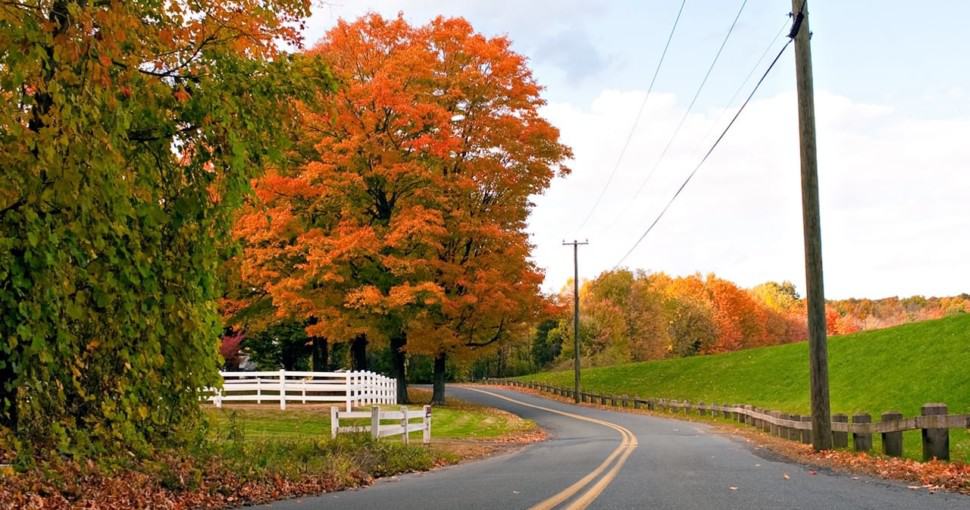 3 Most Common Types of Maple Trees in Connecticut ProGardenTips