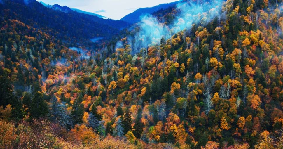 25 Most Common Trees in Tennessee ProGardenTips