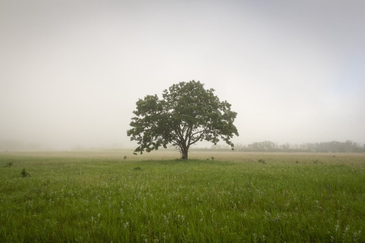 9 Common Types of Oak Trees in Minnesota ProGardenTips