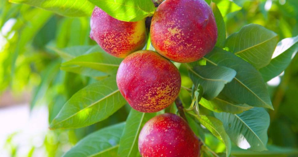 50 Different Nectarine Tree Varieties ProGardenTips