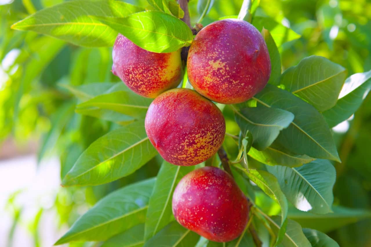 50 Different Nectarine Tree Varieties ProGardenTips