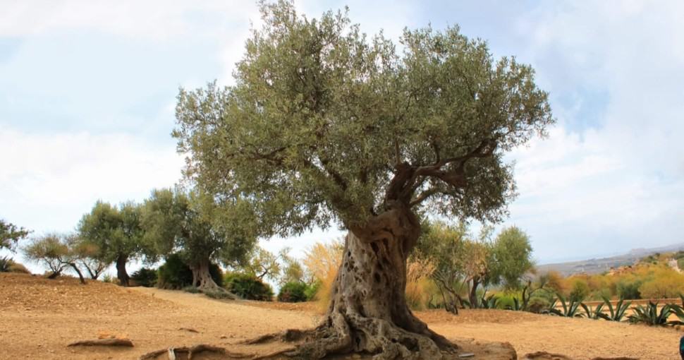 72 Different Olive Tree Varieties ProGardenTips