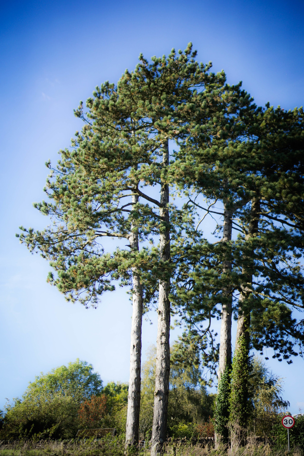 30 Most common Trees in ProGardenTips