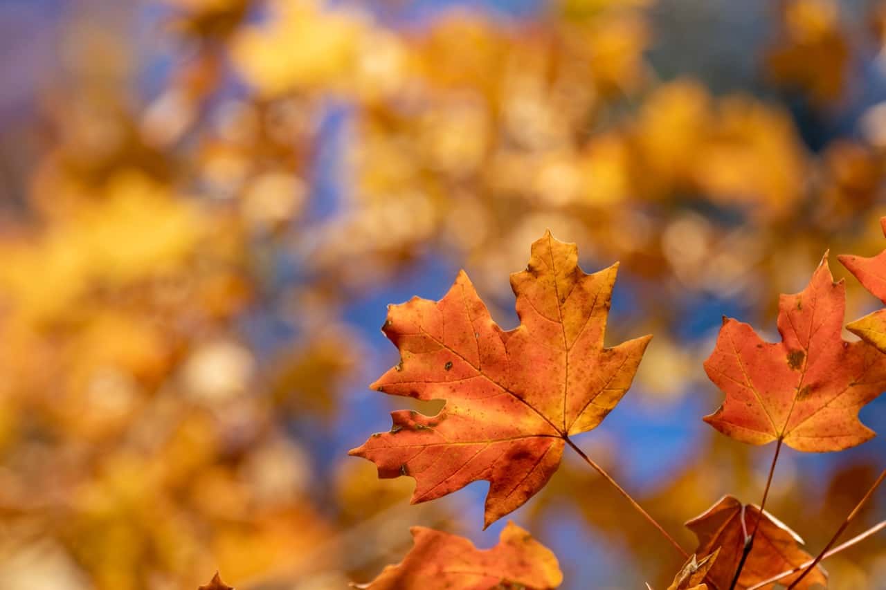 6 Types Of Maple Trees in Louisiana ProGardenTips