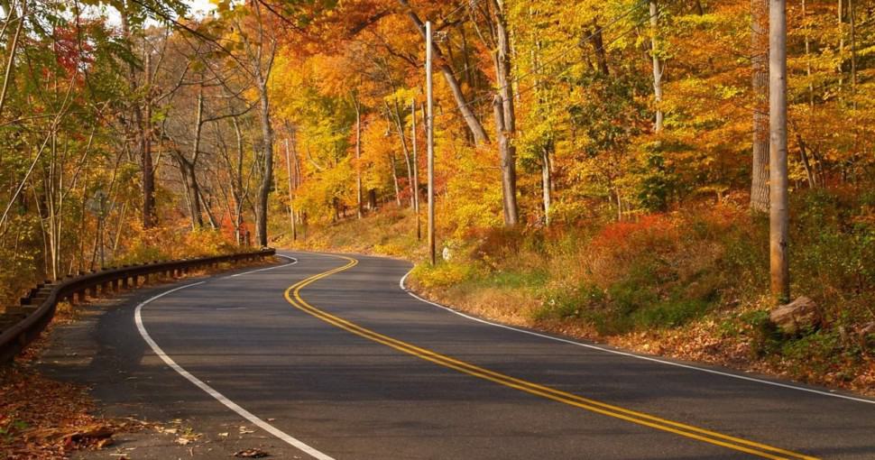 19 Most Common Trees In New Jersey ProGardenTips